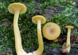 Callistosporium luteo-olivaceum image