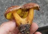 Boletus innixus image