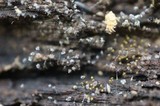 Physarum viride var. viride image