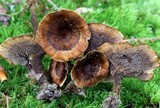 Coltricia cinnamomea image