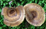 Coltricia cinnamomea image