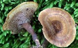 Coltricia cinnamomea image