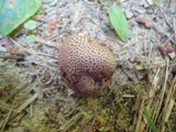 Scleroderma areolatum image