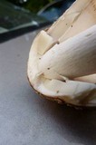 Amanita amerirubescens image