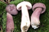 Tylopilus violatinctus image