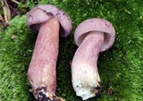 Tylopilus violatinctus image