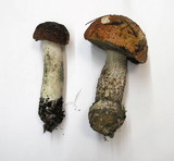 Leccinum manzanitae image