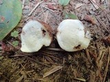 Scleroderma areolatum image