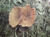 Coltricia perennis image