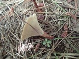 Coltricia perennis image