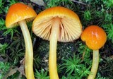 Hygrocybe psittacina var. perplexa image