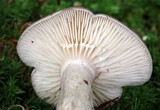 Lactarius argillaceifolius image