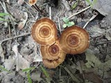 Coltricia cinnamomea image