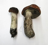 Leccinum manzanitae image