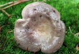 Lactarius argillaceifolius var. argillaceifolius image