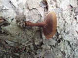 Coltricia cinnamomea image