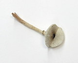 Lepiota atrodisca image
