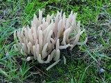 Clavaria rubicundula image