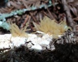 Arcyria obvelata image