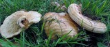 Lactarius psammicola image