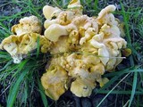 Cantharellus lateritius image