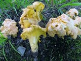 Cantharellus lateritius image