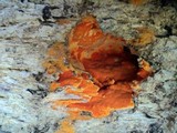 Ceriporia spissa image