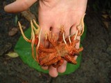 Ophiocordyceps caloceroides image