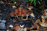 Psathyrella piluliformis image