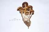 Psathyrella piluliformis image