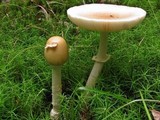 Amanita velatipes image
