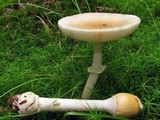 Amanita velatipes image