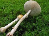 Amanita velatipes image