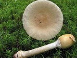 Amanita velatipes image