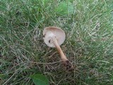 Gymnopus luxurians image