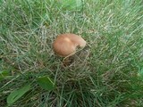 Gymnopus luxurians image