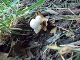 Volvariella pusilla image