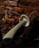 Lactarius cinereus image
