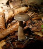 Lactarius cinereus image
