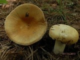 Russula aurantiolutea image
