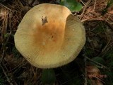 Russula aurantiolutea image