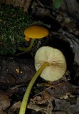 Pluteus chrysophlebius image