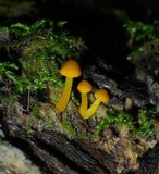 Pluteus chrysophlebius image