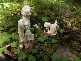 Hypomyces hyalinus image