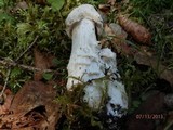 Hypomyces hyalinus image