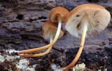 Marasmius cohaerens image
