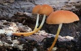 Marasmius cohaerens image