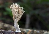 Lentaria micheneri image