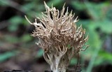 Lentaria micheneri image