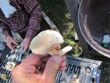 Lactarius subvernalis image